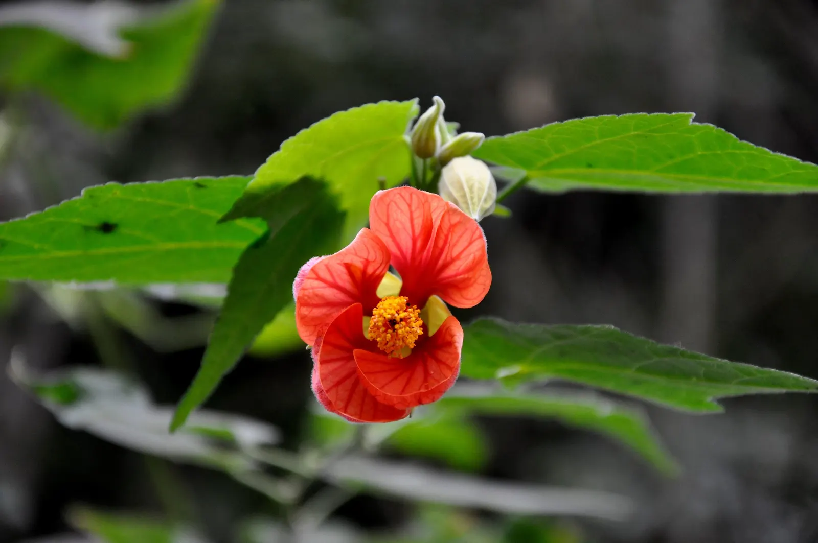 Flowering Maple (Abutilon Hybrids) — consider their use as a standout specimen