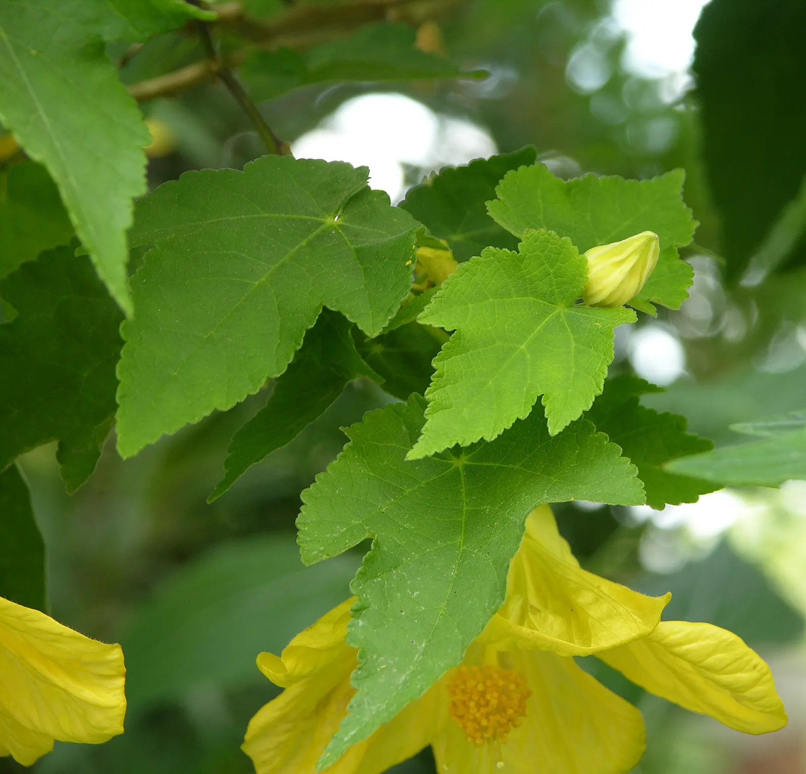 Flowering Maple (Abutilon Hybrids) — are generally palmately lobed and somewhat heart-shaped