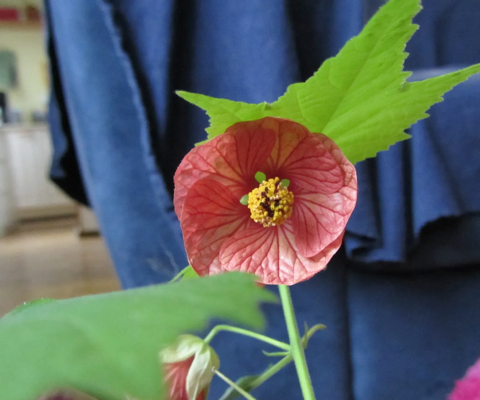 Flowering Maple (Abutilon Hybrids) — This perennial requires well-drained soil and moderate watering to thrive