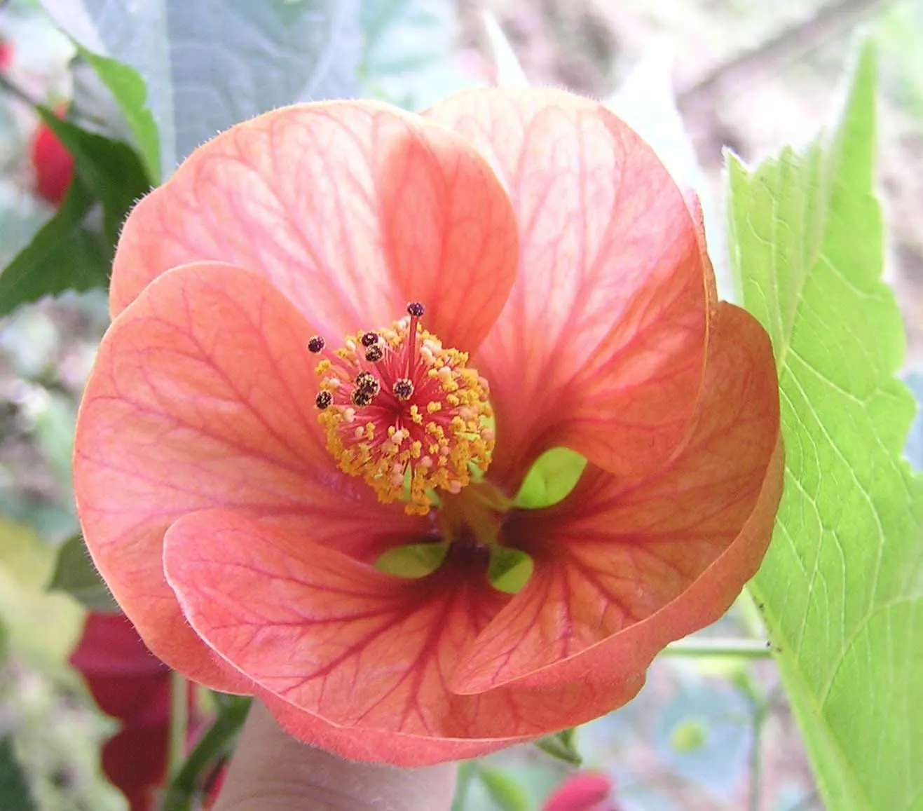 Flowering Maple (Abutilon Hybrids) — including shades of yellow