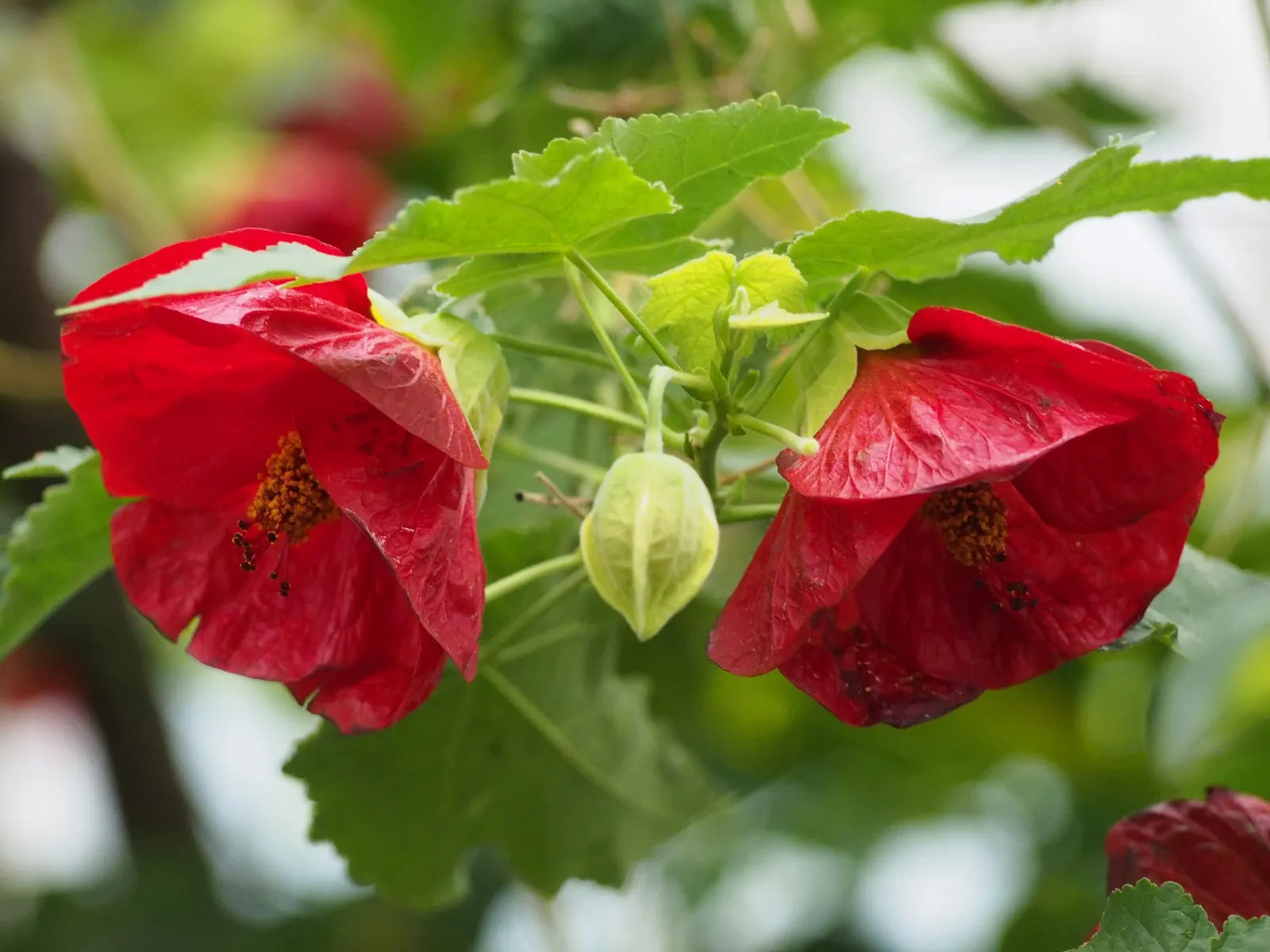Flowering Maple (Abutilon Hybrids) — are a captivating addition to any garden; are generally palmately lobed and somewhat heart-shaped