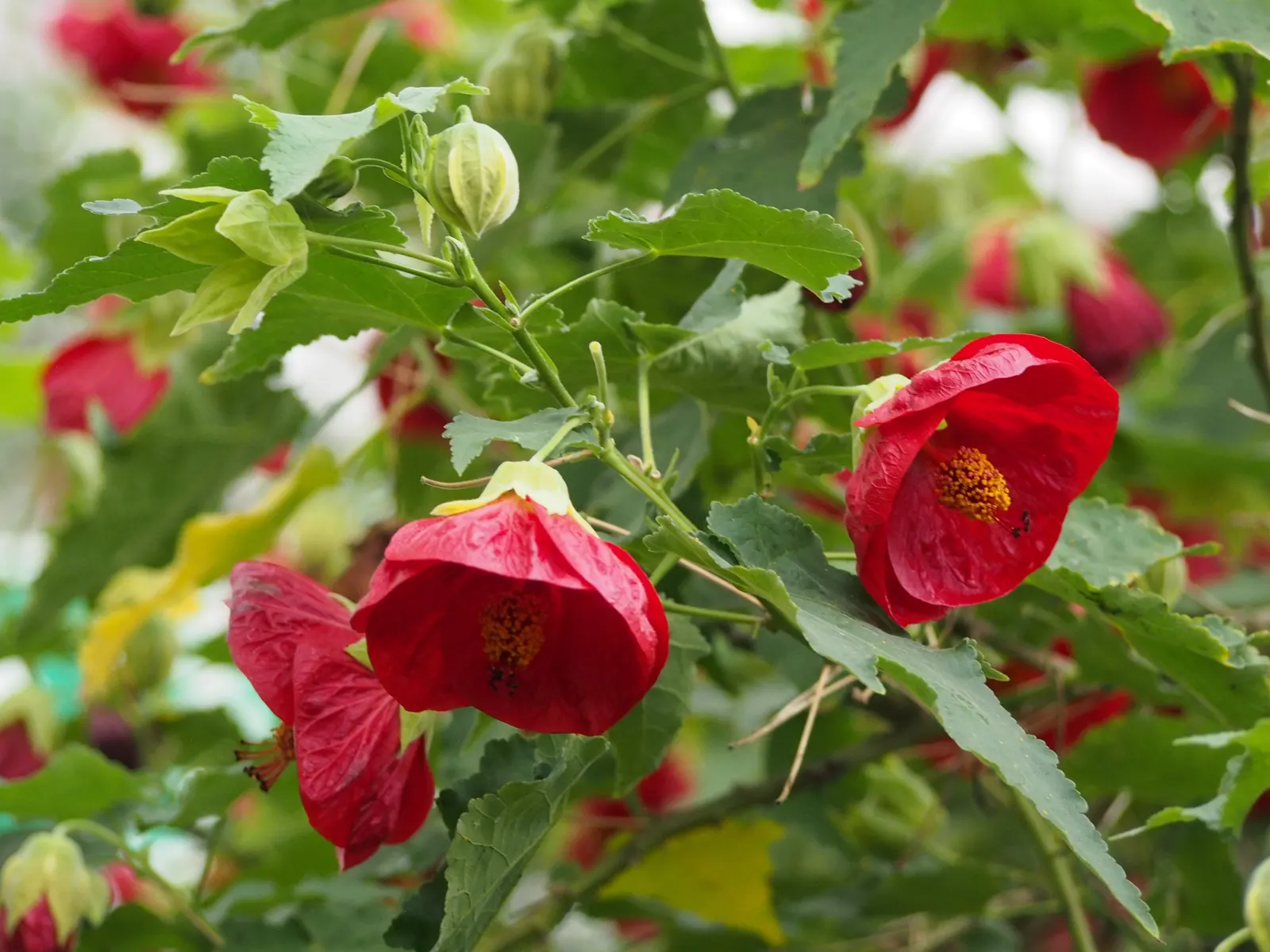 Flowering Maple (Abutilon Hybrids) — yellow flowers in the garden