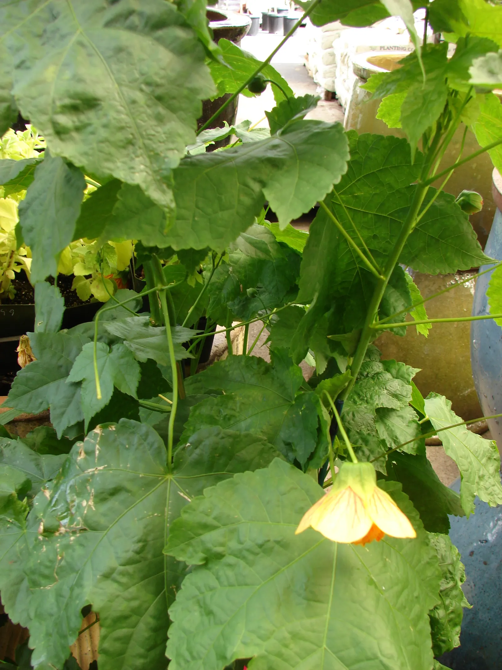 Flowering Maple (Abutilon Hybrids) — The Flowering Maple (Abutilon hybrids) is a captivating shrub; this perennial requires well-drained soil and moderate