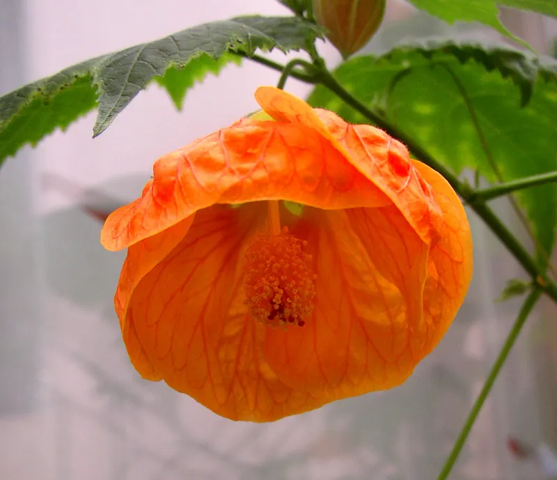 Flowering Maple (Abutilon Hybrids) — it adds a tropical touch to temperate landscapes; yellow flowers in the garden