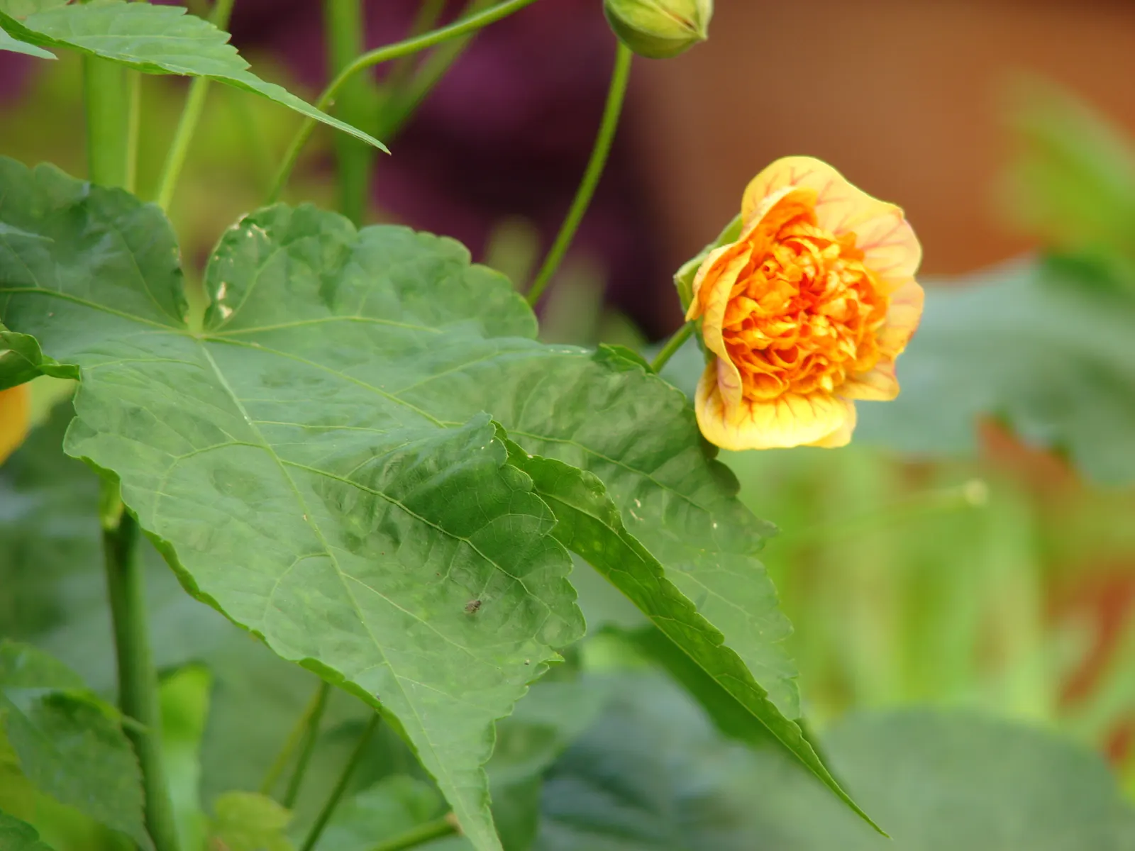 Flowering Maple (Abutilon Hybrids) — approximately 2 to 3 inches in diameter