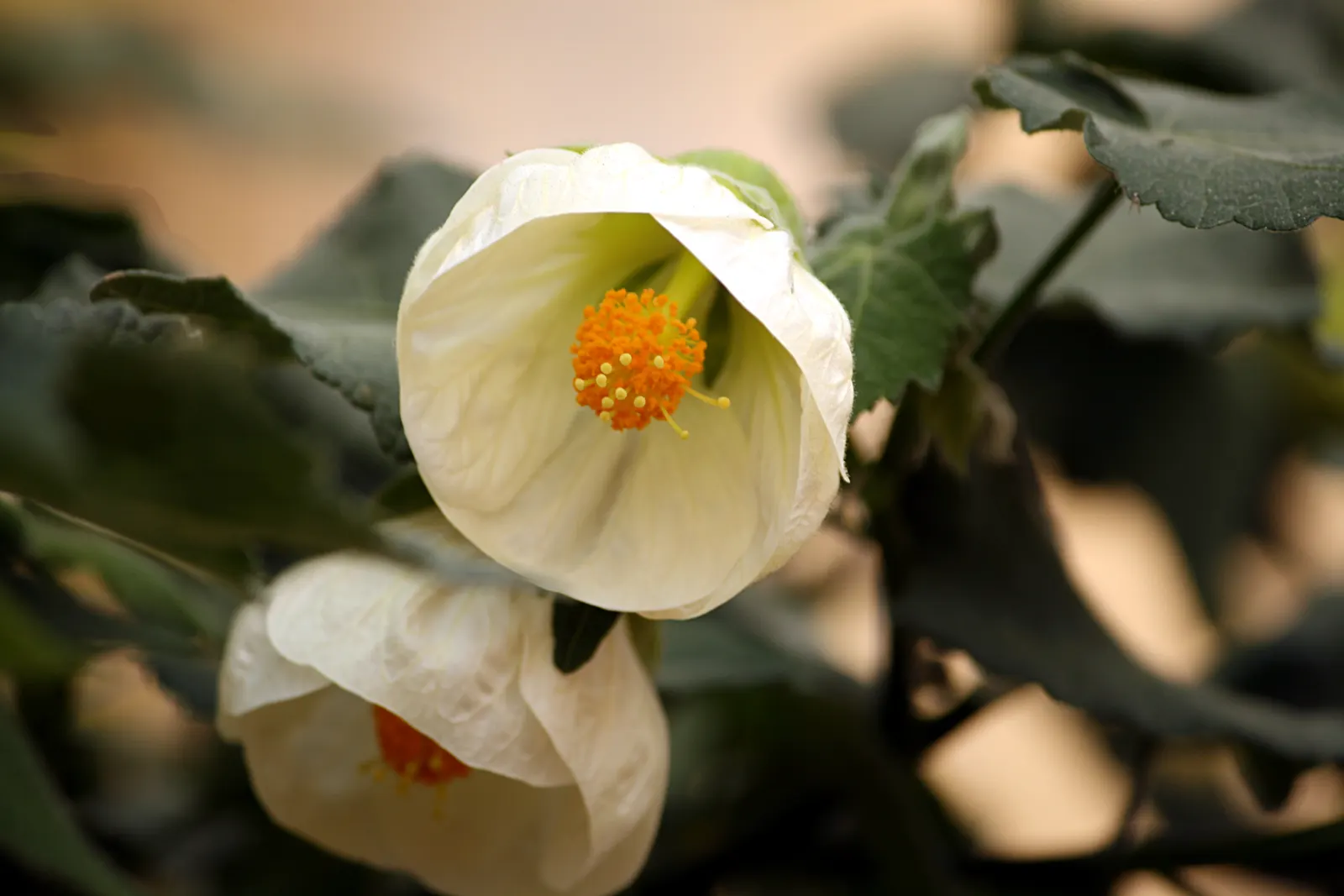 Flowering Maple (Abutilon Hybrids) — appreciated for its bell-shaped blooms in shades of yellow; which can be grown as annuals in colder climates