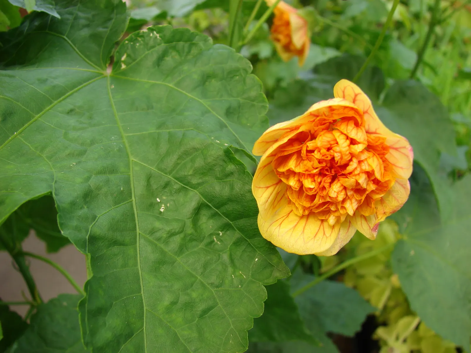 Flowering Maple (Abutilon Hybrids) — commonly referred to as Flowering Maples due to their maple-like leaves; typically reach a height of 2 to 10 feet and
