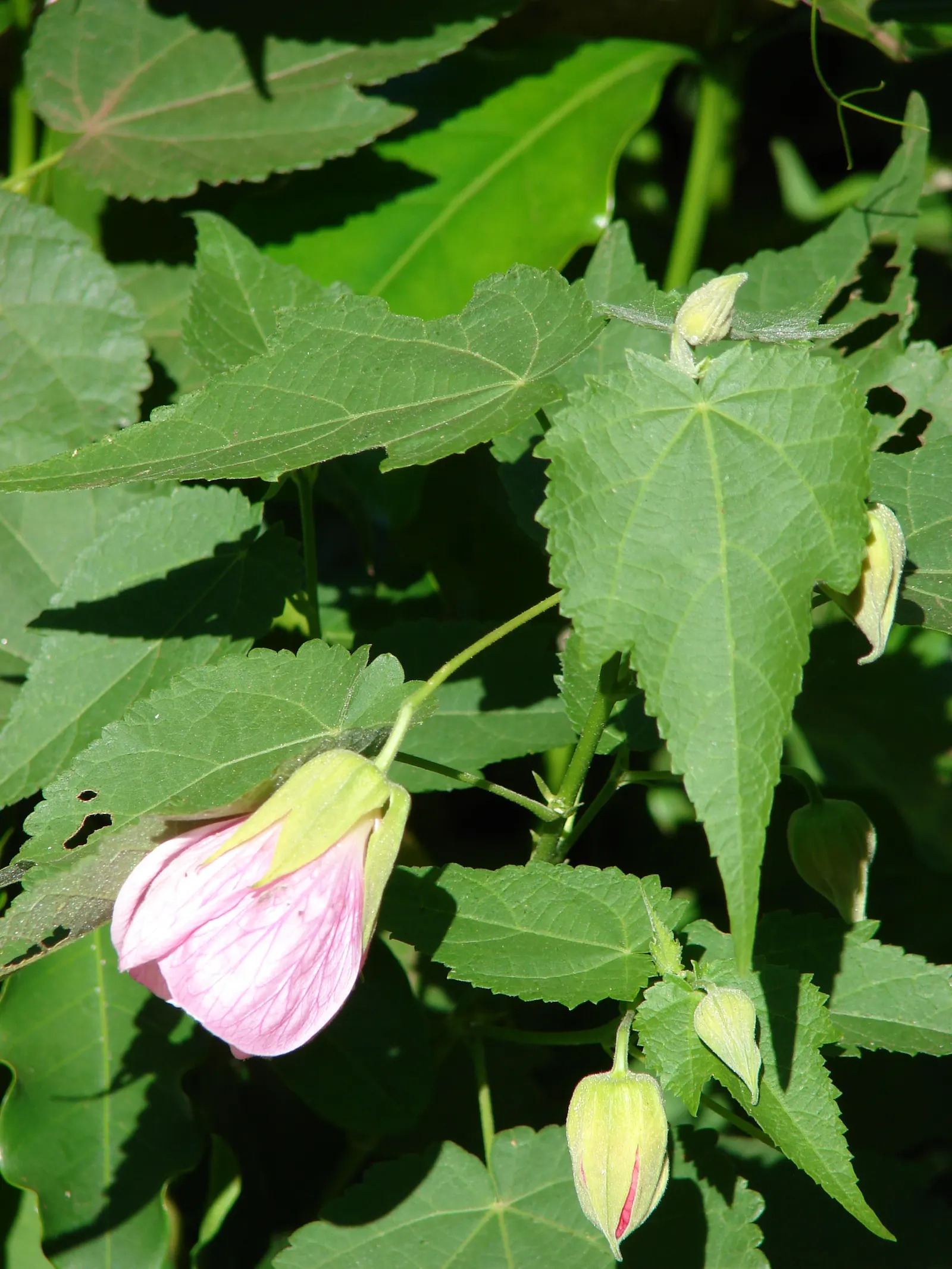 Flowering Maple (Abutilon Hybrids) — ideal for borders or as a focal point; it adds a tropical touch to temperate landscapes