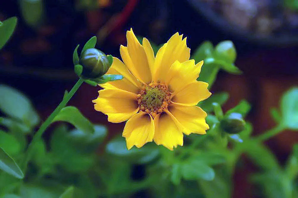 Eared Coreopsis (Coreopsis Auriculata) — This sun-loving, drought-tolerant native prefers well-drained soil and blooms from spring to early summer