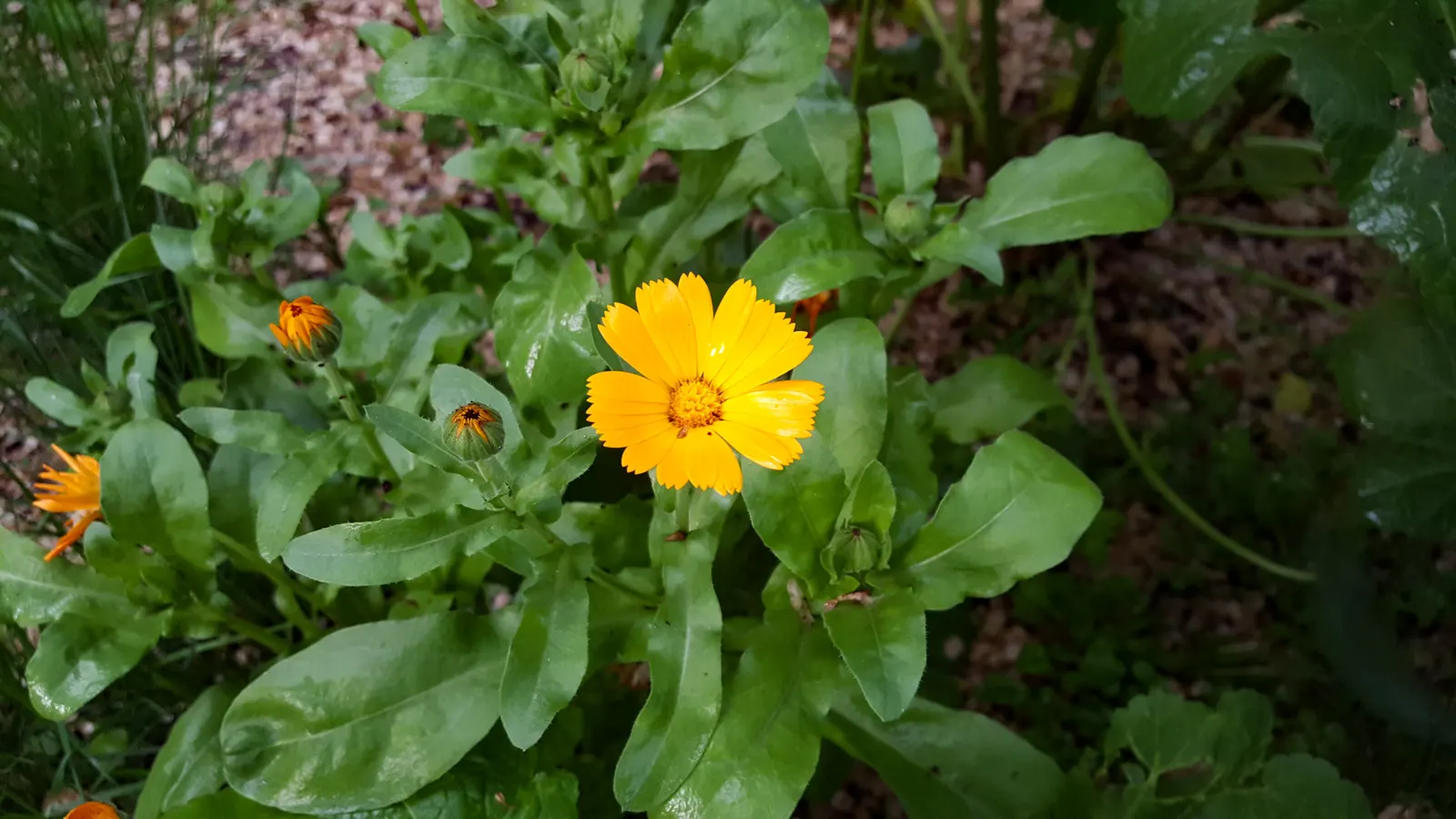 Eared Coreopsis (Coreopsis Auriculata) — is a cheerful perennial that brings a burst of warm