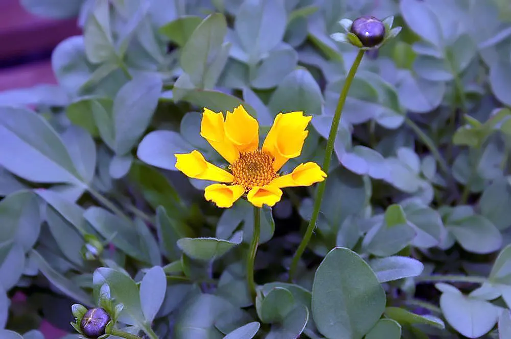 Eared Coreopsis (Coreopsis Auriculata) — daisy-like yellow flowers and distinctive lobed leaves