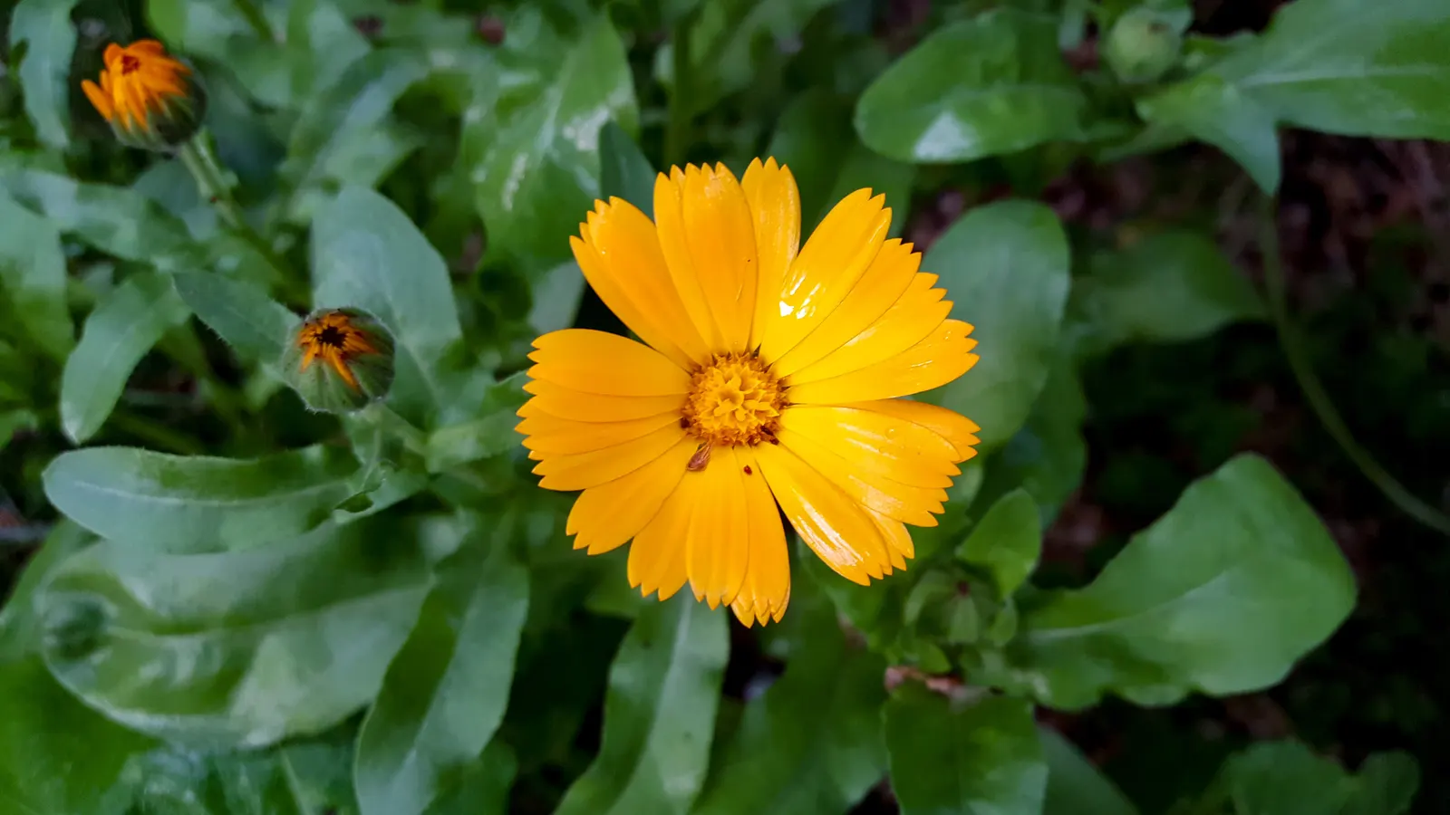 Eared Coreopsis (Coreopsis Auriculata) — commonly referred to as Eared Coreopsis or Mouse-ear Tickseed