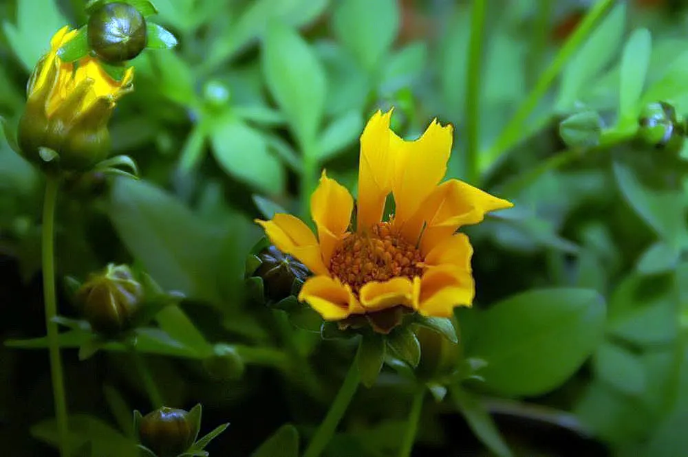 Eared Coreopsis (Coreopsis Auriculata) — Its compact habit and profuse flowering make it ideal for borders and pollinator gardens