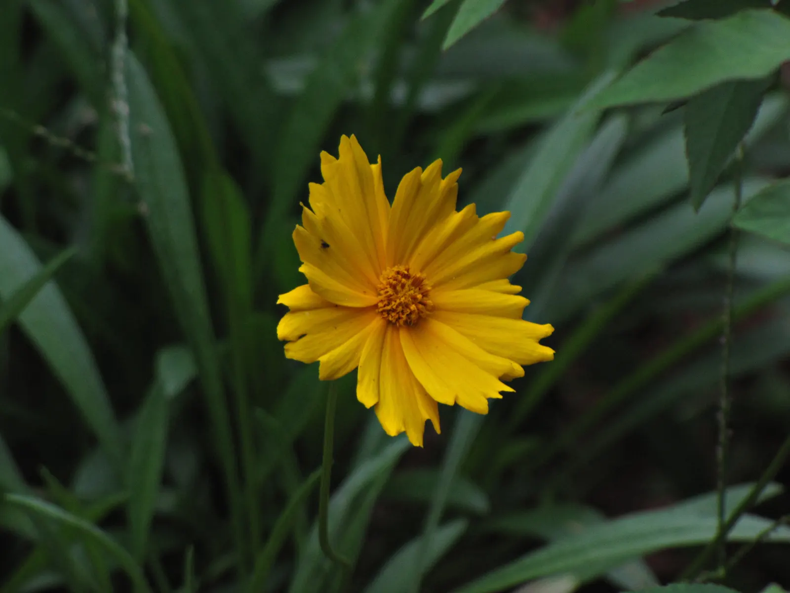 Eared Coreopsis (Coreopsis Auriculata) — Thriving in zones 4-9, it reaches 12-18 inches tall with a spread of 12-24 inches