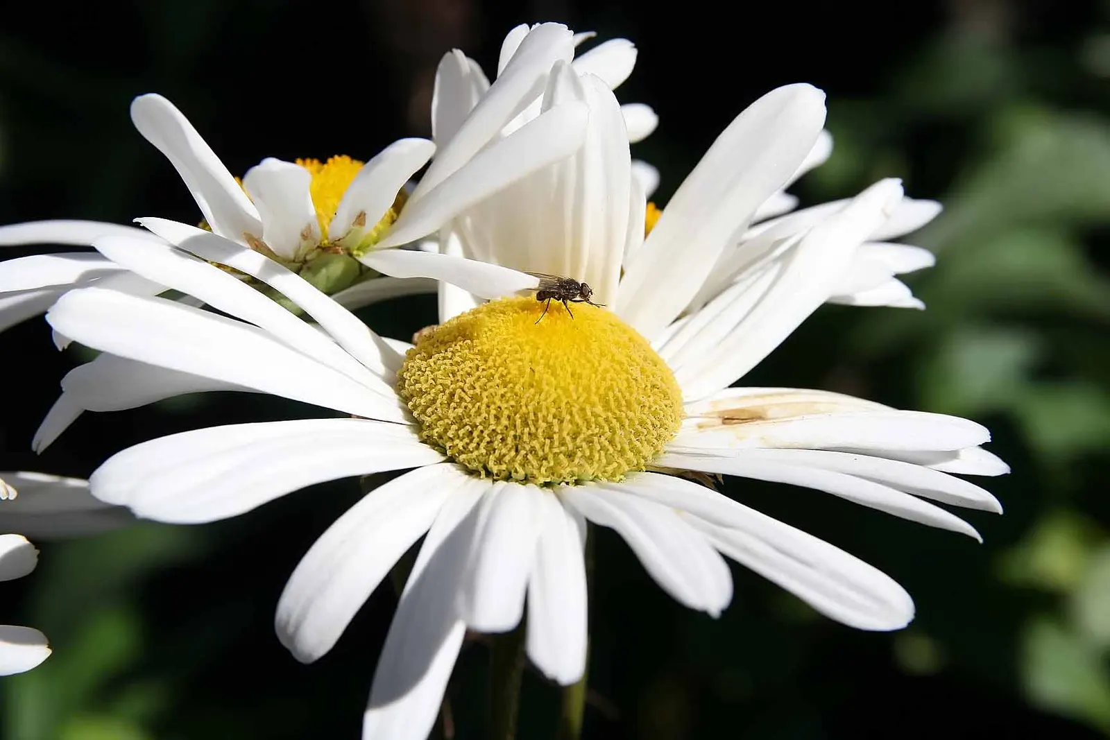 Nippon Daisy (Nipponanthemum Nipponicum) — making it a medium-sized addition to your garden composition