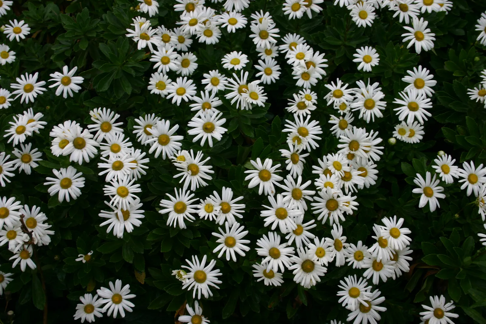 Nippon Daisy (Nipponanthemum Nipponicum) — Prefers well-drained soil