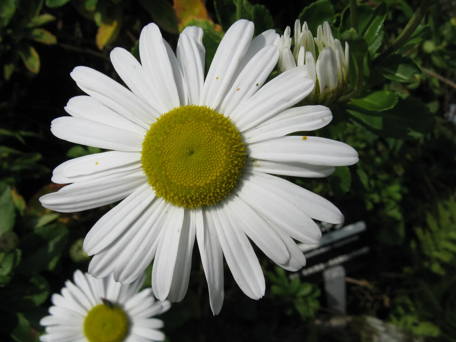 Nippon Daisy (Nipponanthemum Nipponicum) — daisy-like flowers with vibrant yellow centers