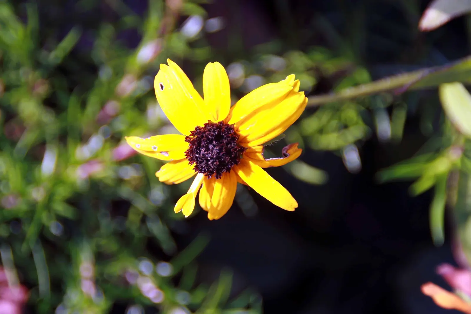 Nippon Daisy (Nipponanthemum Nipponicum) — Flourishing in USDA hardiness zones 5 through 9