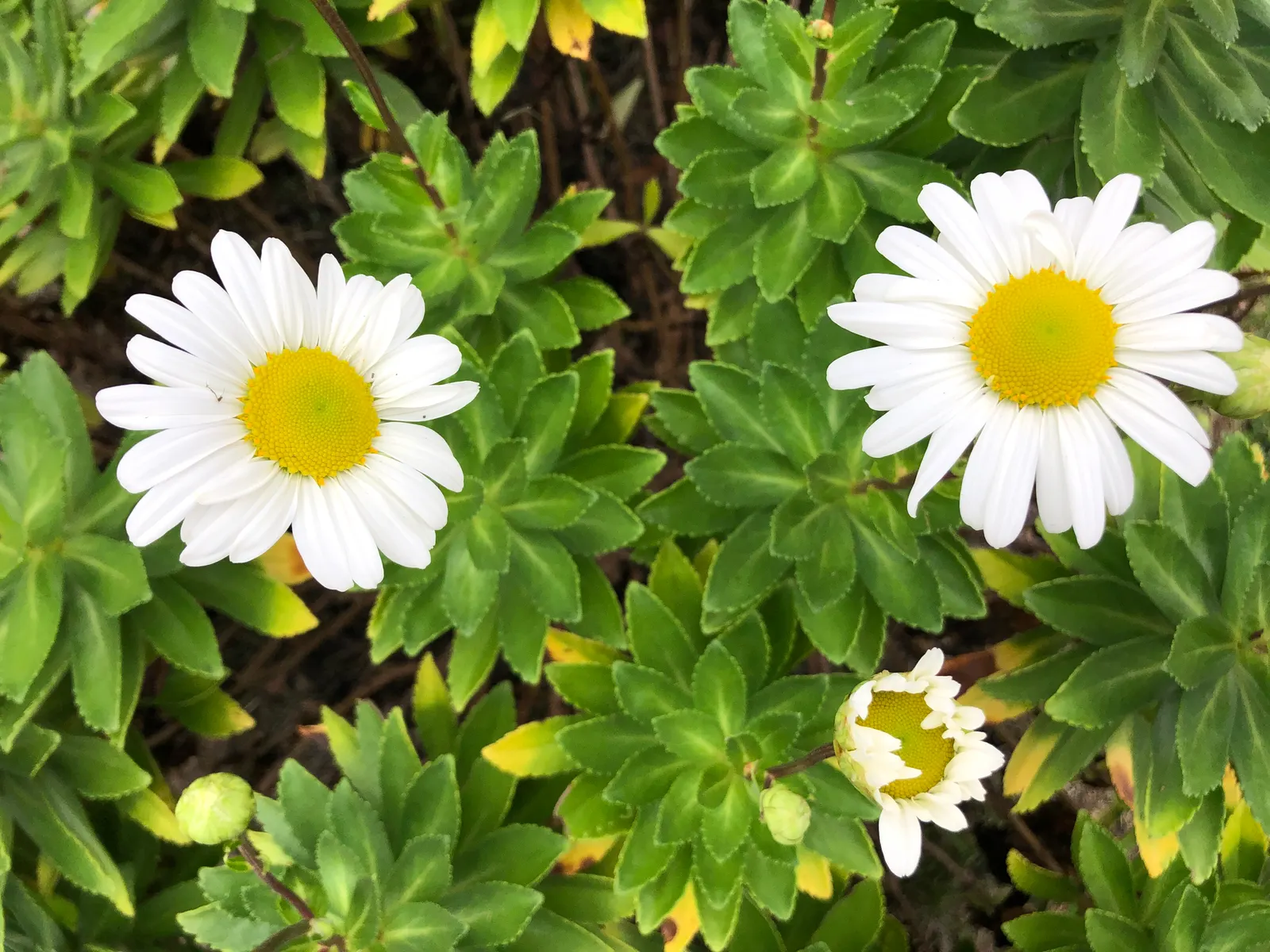 Nippon Daisy (Nipponanthemum Nipponicum) — scientifically named Nipponanthemum nipponicum