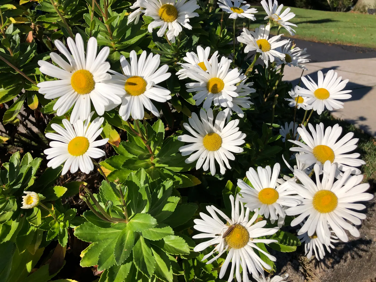 Nippon Daisy (Nipponanthemum Nipponicum) — Ideal for borders or as a focal point
