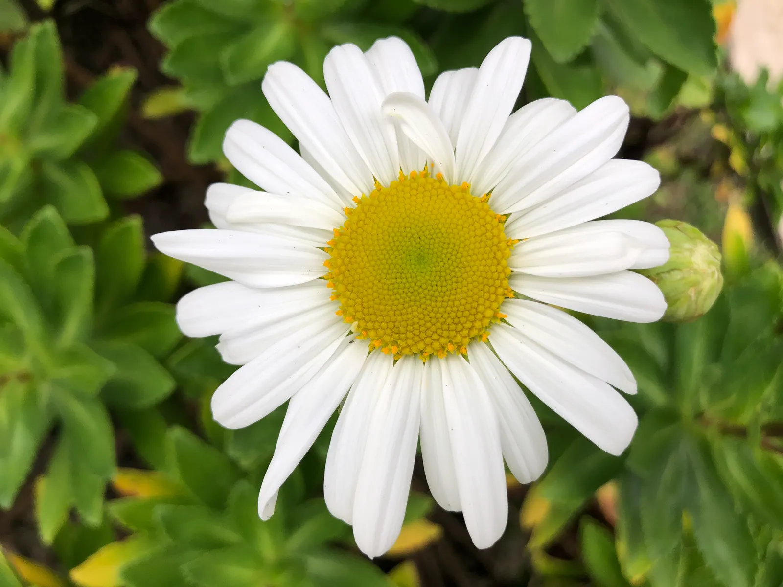 Nippon Daisy (Nipponanthemum Nipponicum) — As a landscape architect assistant