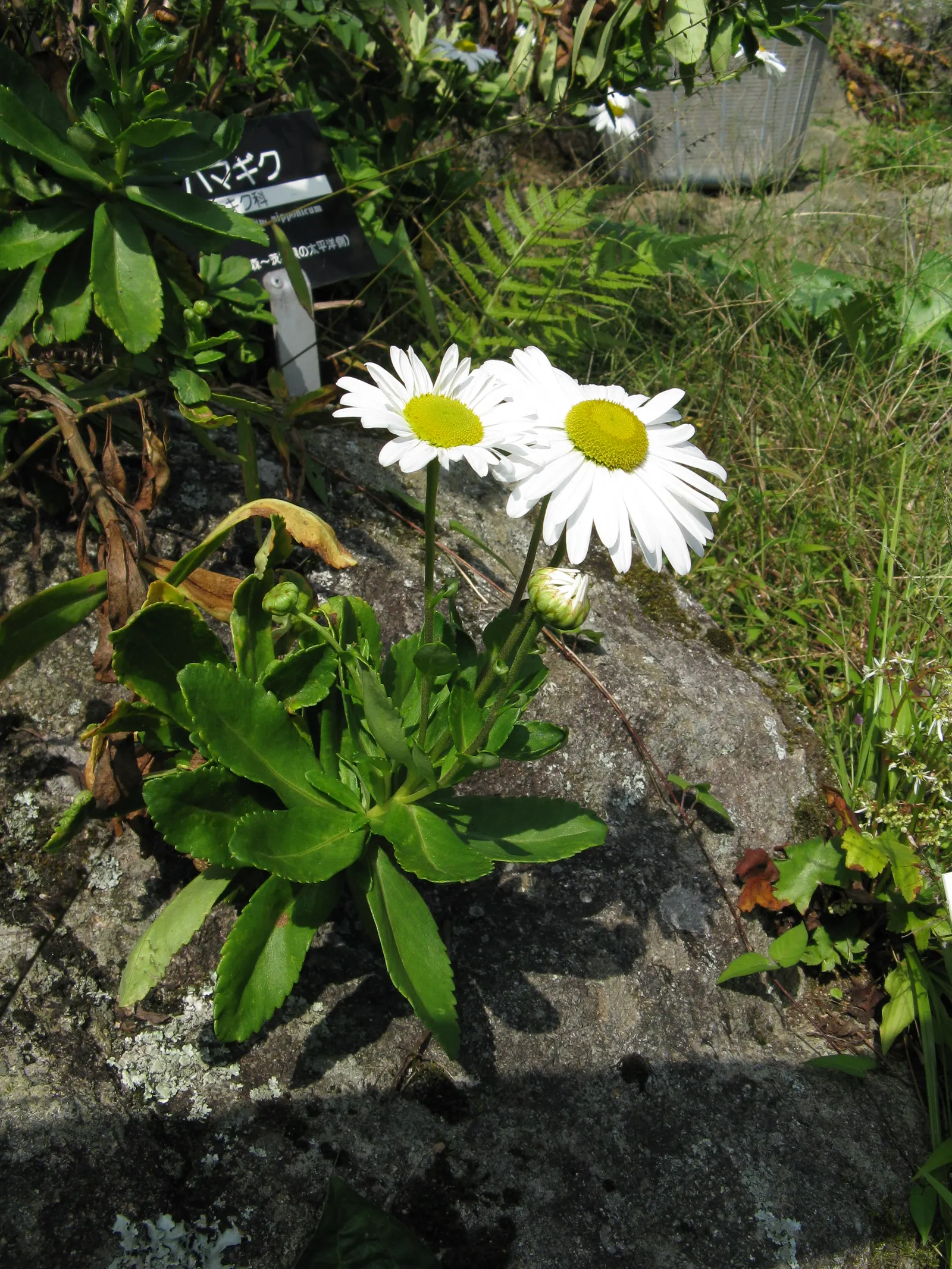 Nippon Daisy (Nipponanthemum Nipponicum) — Flourishing in full sun, it reaches 2 to 3 feet in height and spreads 1 to 2 feet wide