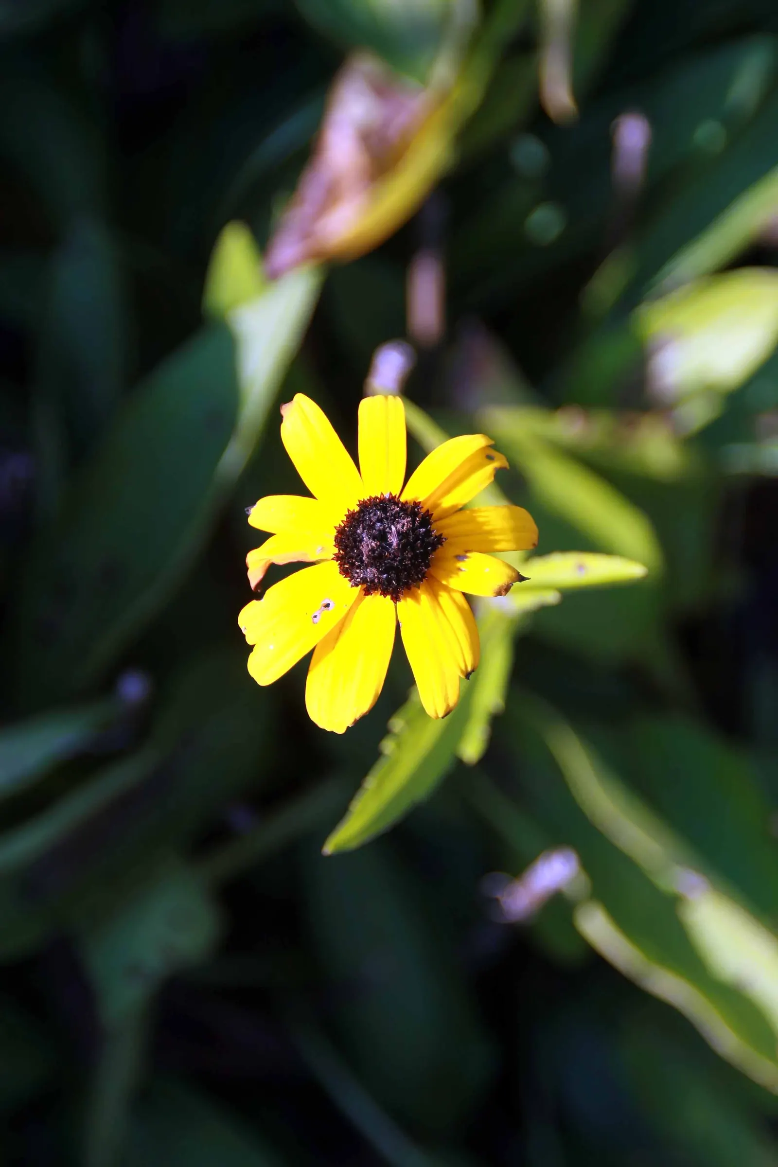 Nippon Daisy (Nipponanthemum Nipponicum) — which bloom from late September to October