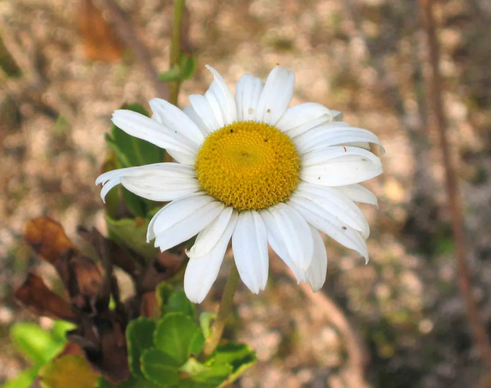 Nippon Daisy (Nipponanthemum Nipponicum) — Low maintenance; drought tolerant once established