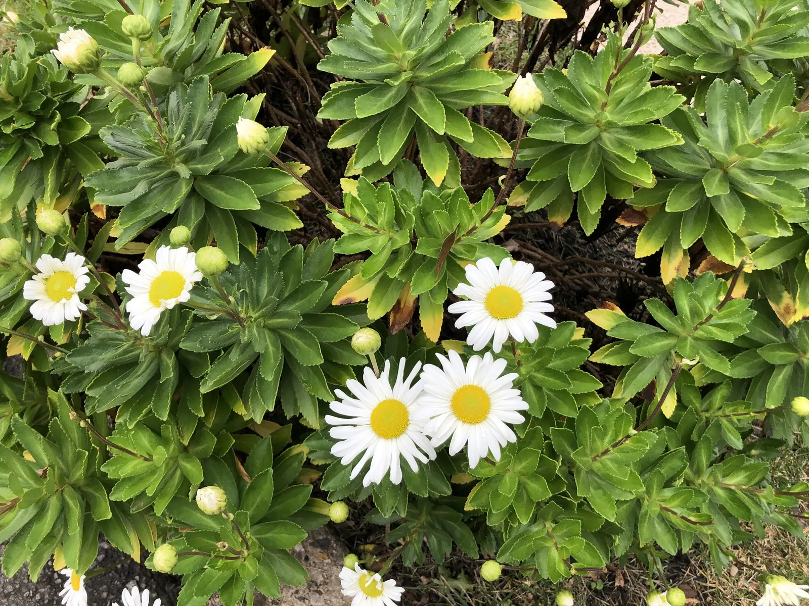 Nippon Daisy (Nipponanthemum Nipponicum) — is a charming perennial native to the coastal regions of Japan