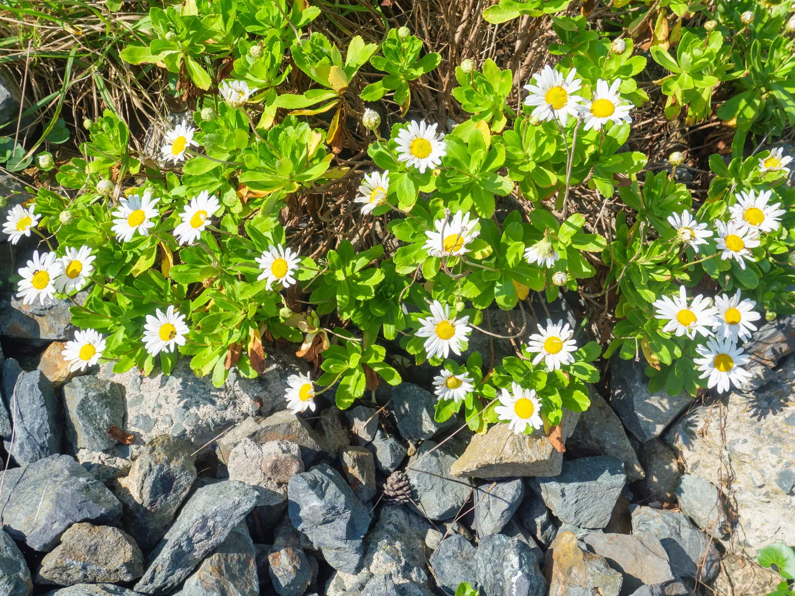 Nippon Daisy (Nipponanthemum Nipponicum) — Nippon Daisy (Nipponanthemum nipponicum) is a perennial showcasing white