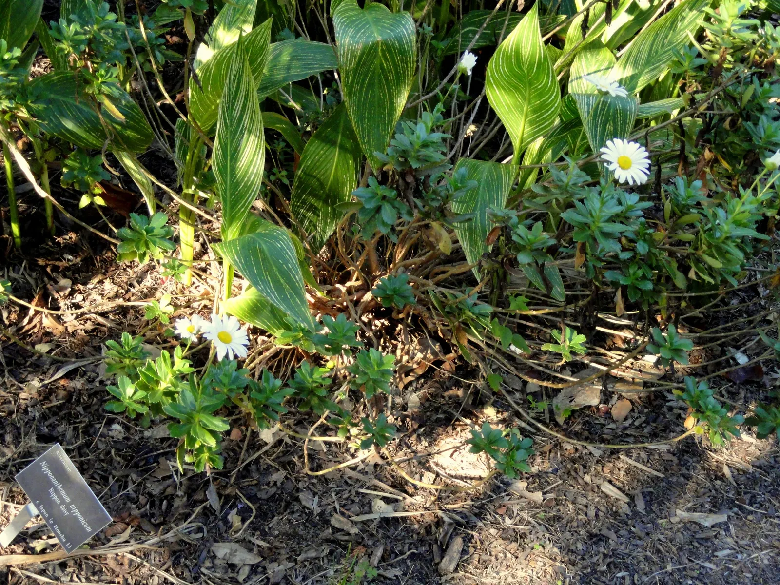 Nippon Daisy (Nipponanthemum Nipponicum) — Attracts butterflies and pollinators
