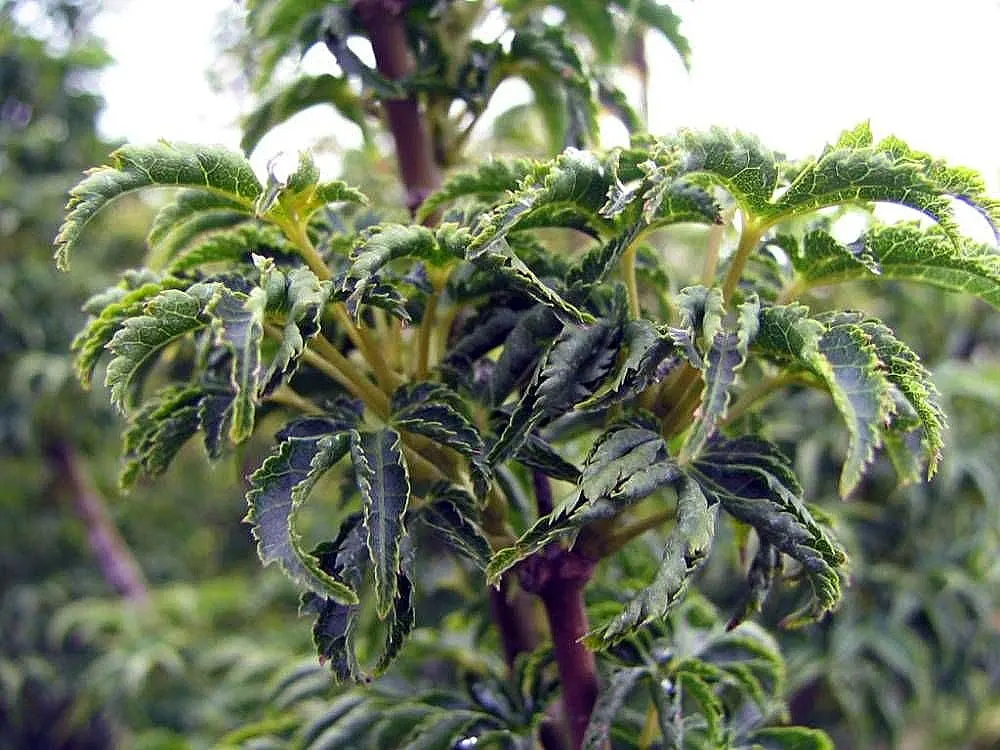 Shishigashira Japanese Maple (Acer Palmatum 'Shishigashira') — requiring partial to full sun and well-draining soil