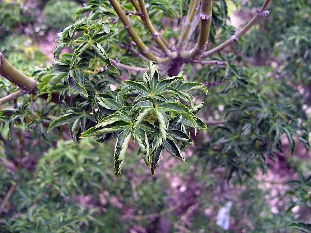 Shishigashira Japanese Maple (Acer Palmatum 'Shishigashira') — deep green color through the spring and summer months