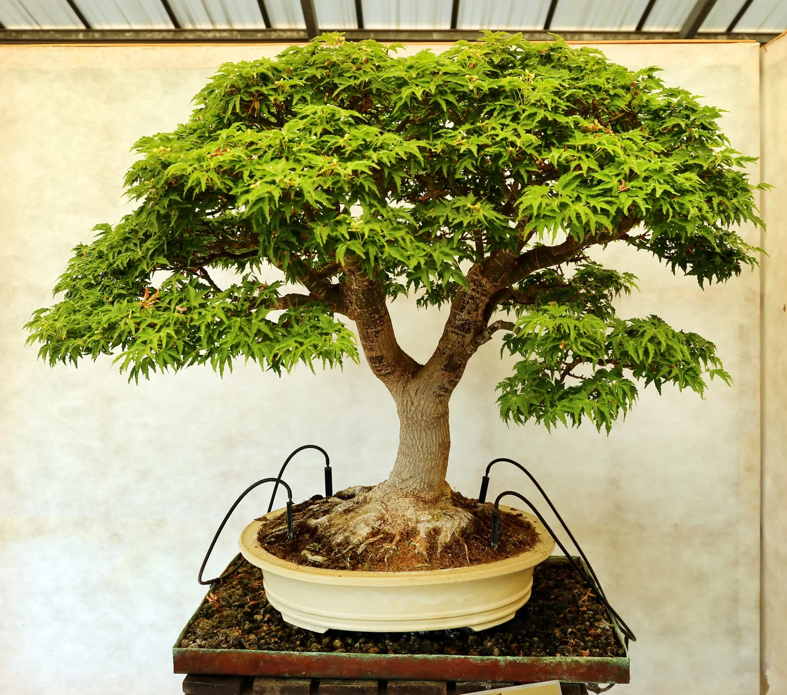 Shishigashira Japanese Maple (Acer Palmatum 'Shishigashira') — making it an ideal choice for smaller gardens or confined spaces
