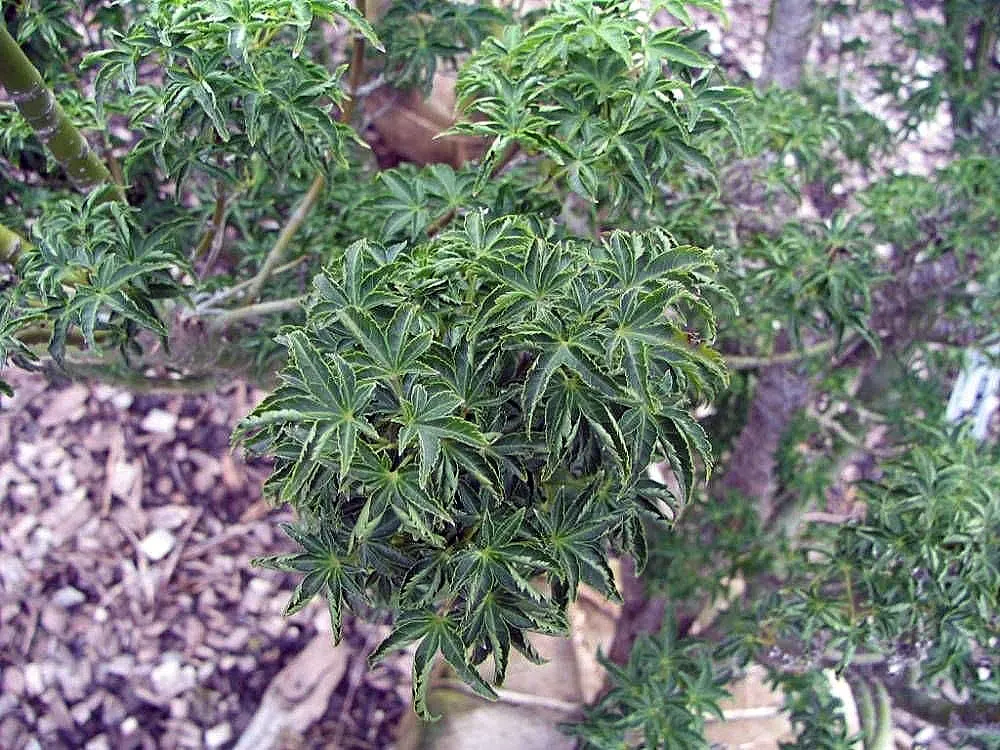 Shishigashira Japanese Maple (Acer Palmatum 'Shishigashira') — This tree reaches up to 15 feet in height and 10 feet in width