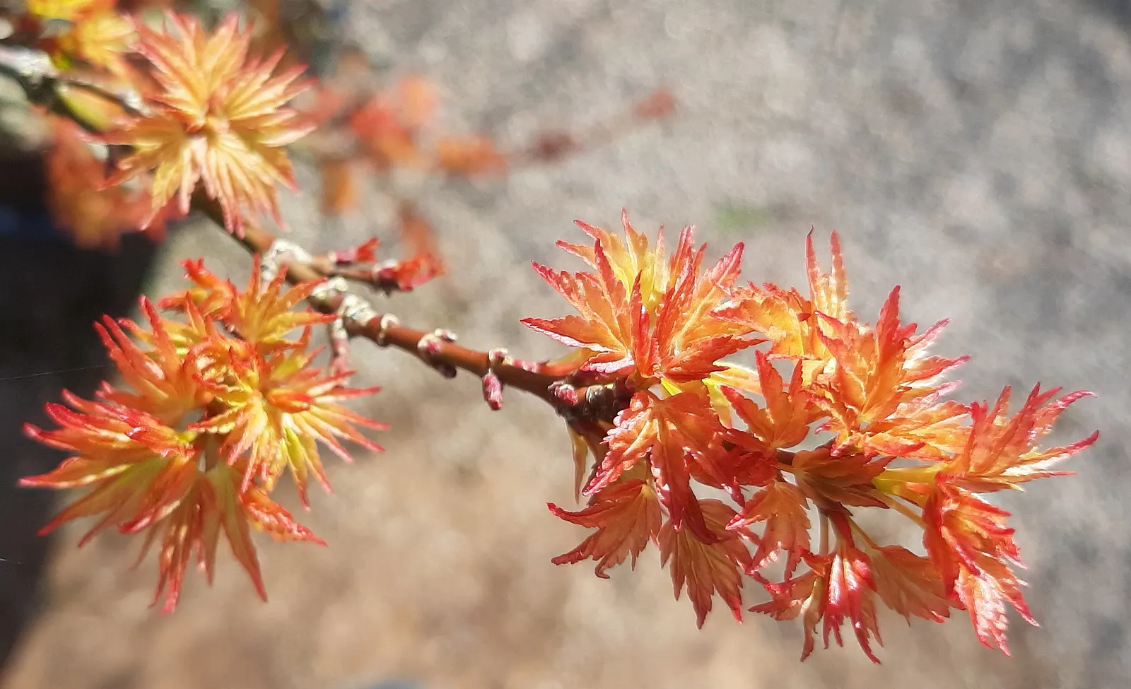 Shishigashira Japanese Maple (Acer Palmatum 'Shishigashira') — is a captivating addition to any landscape design