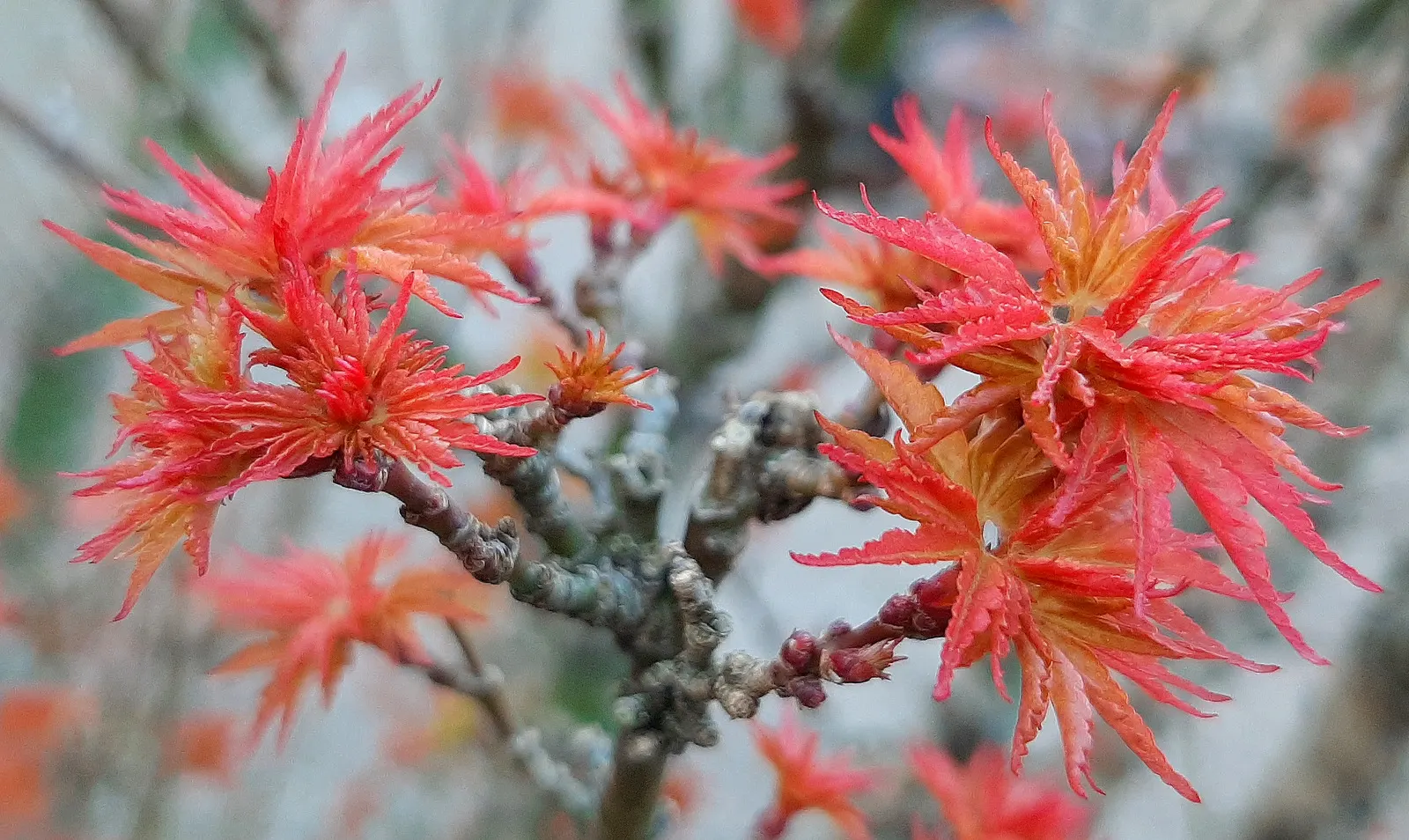 Shishigashira Japanese Maple (Acer Palmatum 'Shishigashira') — This unique cultivar is celebrated for its compact growth habit and distinctive foliage
