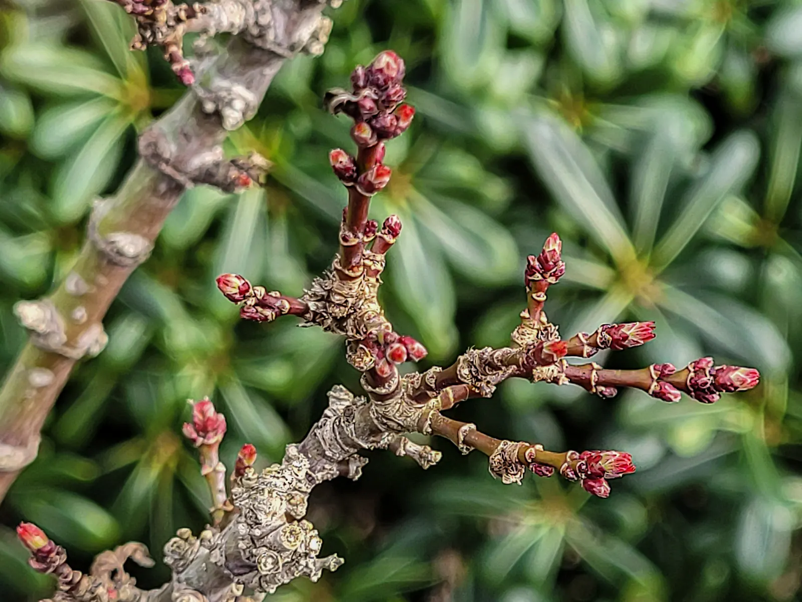 Shishigashira Japanese Maple (Acer Palmatum 'Shishigashira') — Shishigashira matures to a height of approximately 10 to 15 feet and spreads 6 to 10 feet