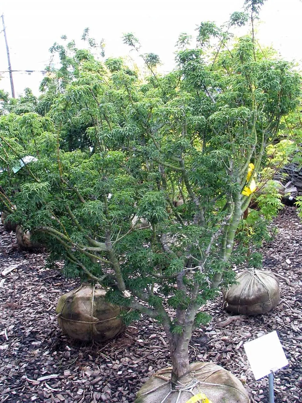 Shishigashira Japanese Maple (Acer Palmatum 'Shishigashira') — The tree's visual appeal is further enhanced by its tightly clustered leaves