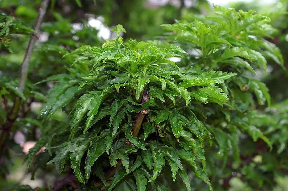 Shishigashira Japanese Maple (Acer Palmatum 'Shishigashira') — Ideal for small gardens and containers