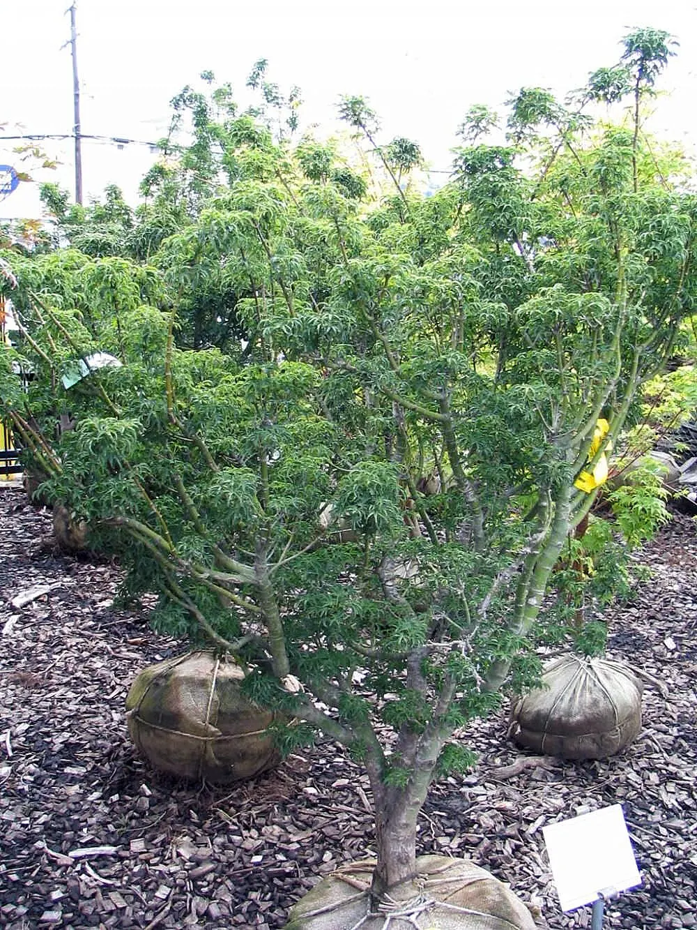 Shishigashira Japanese Maple (Acer Palmatum 'Shishigashira') — almost dragon-scale appearance