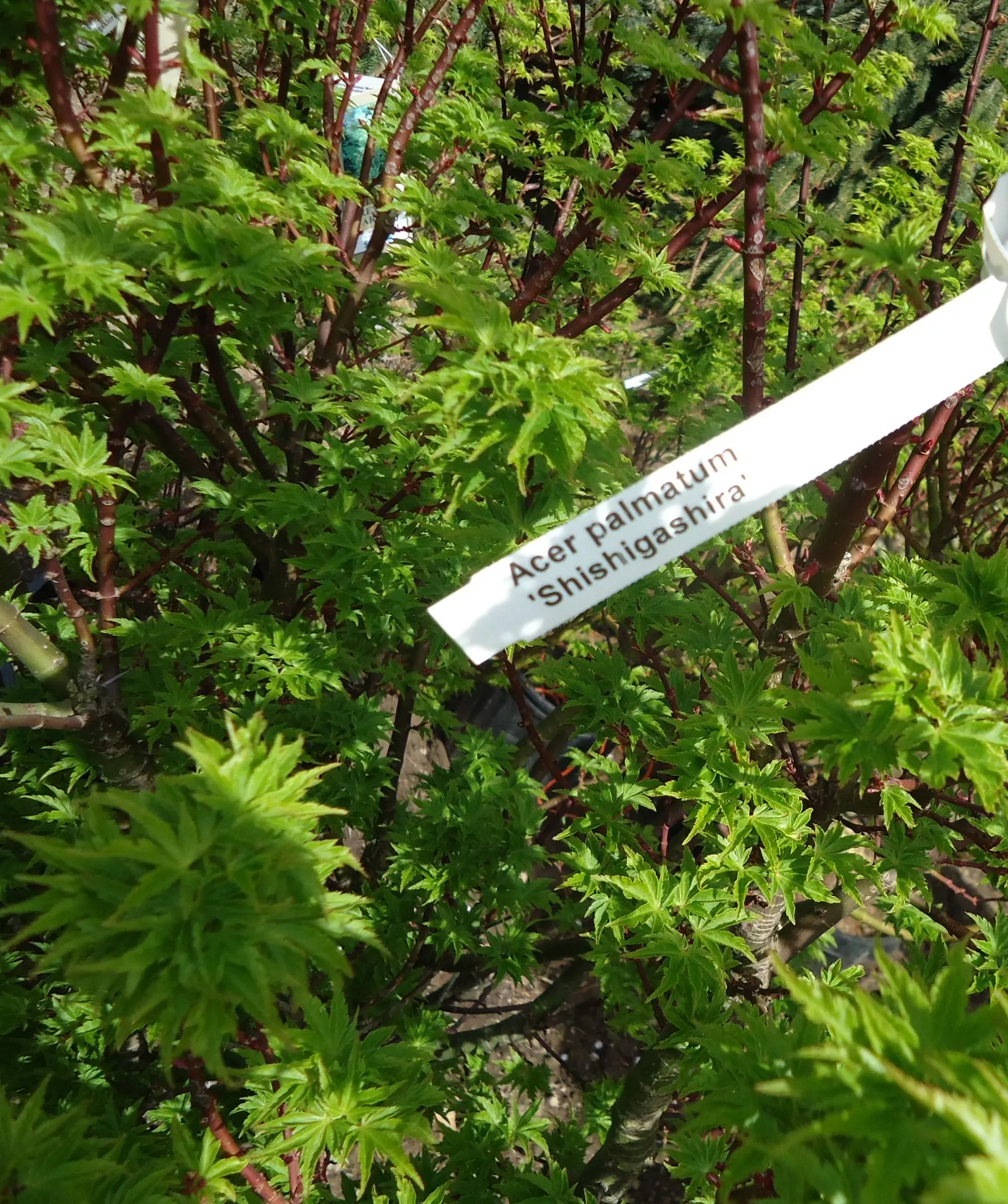 Shishigashira Japanese Maple (Acer Palmatum 'Shishigashira') — is a compact Japanese Maple prized for its sculptural