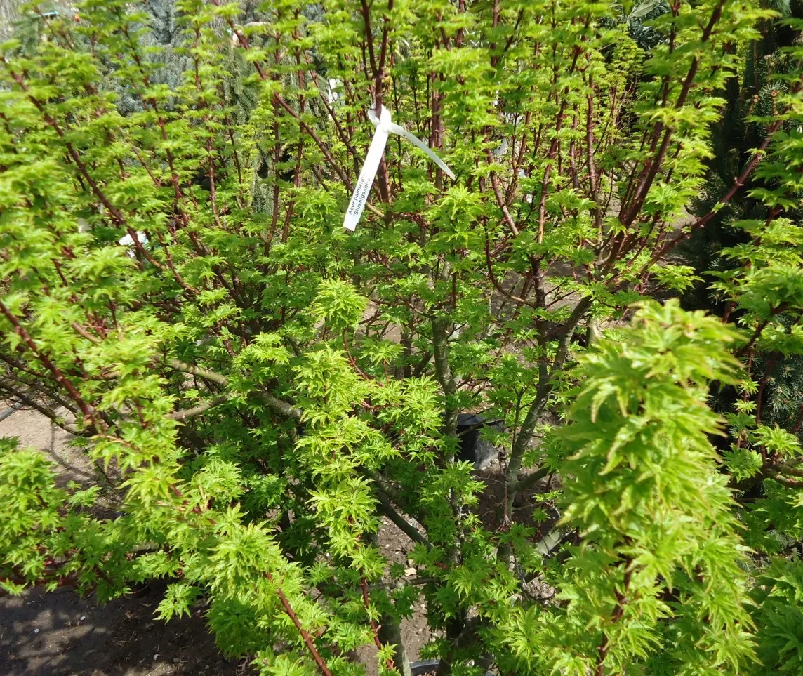Shishigashira Japanese Maple (Acer Palmatum 'Shishigashira') — commonly known as Shishigashira Japanese Maple