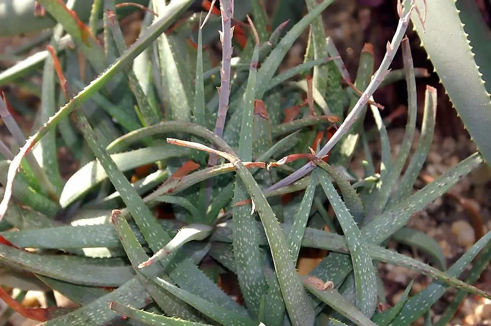 Hardy Aloe (Aloe Striatula) — requiring minimal watering and maintenance