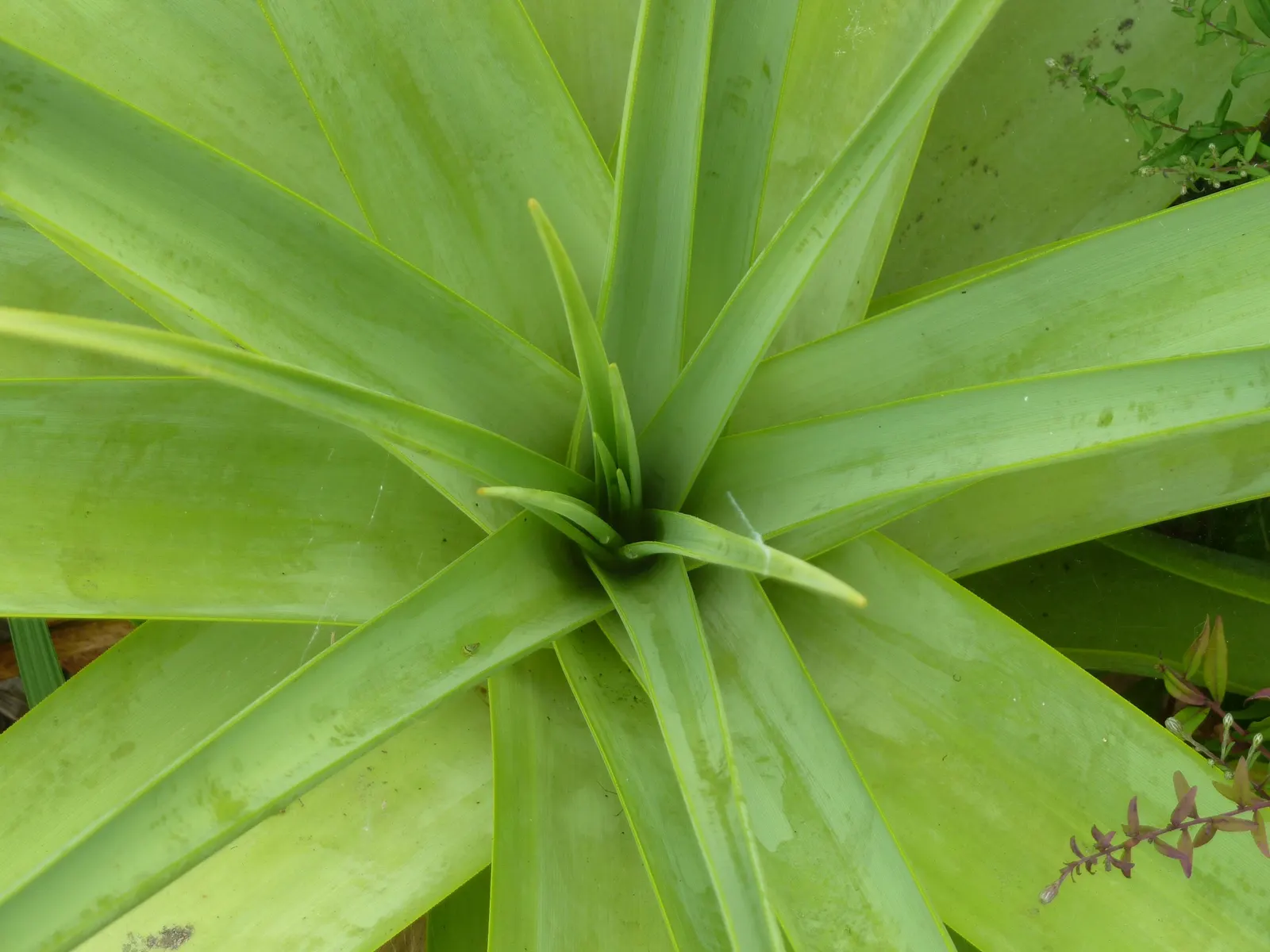 Hardy Aloe (Aloe Striatula) — renowned for its resilience and adaptability in various climate conditions