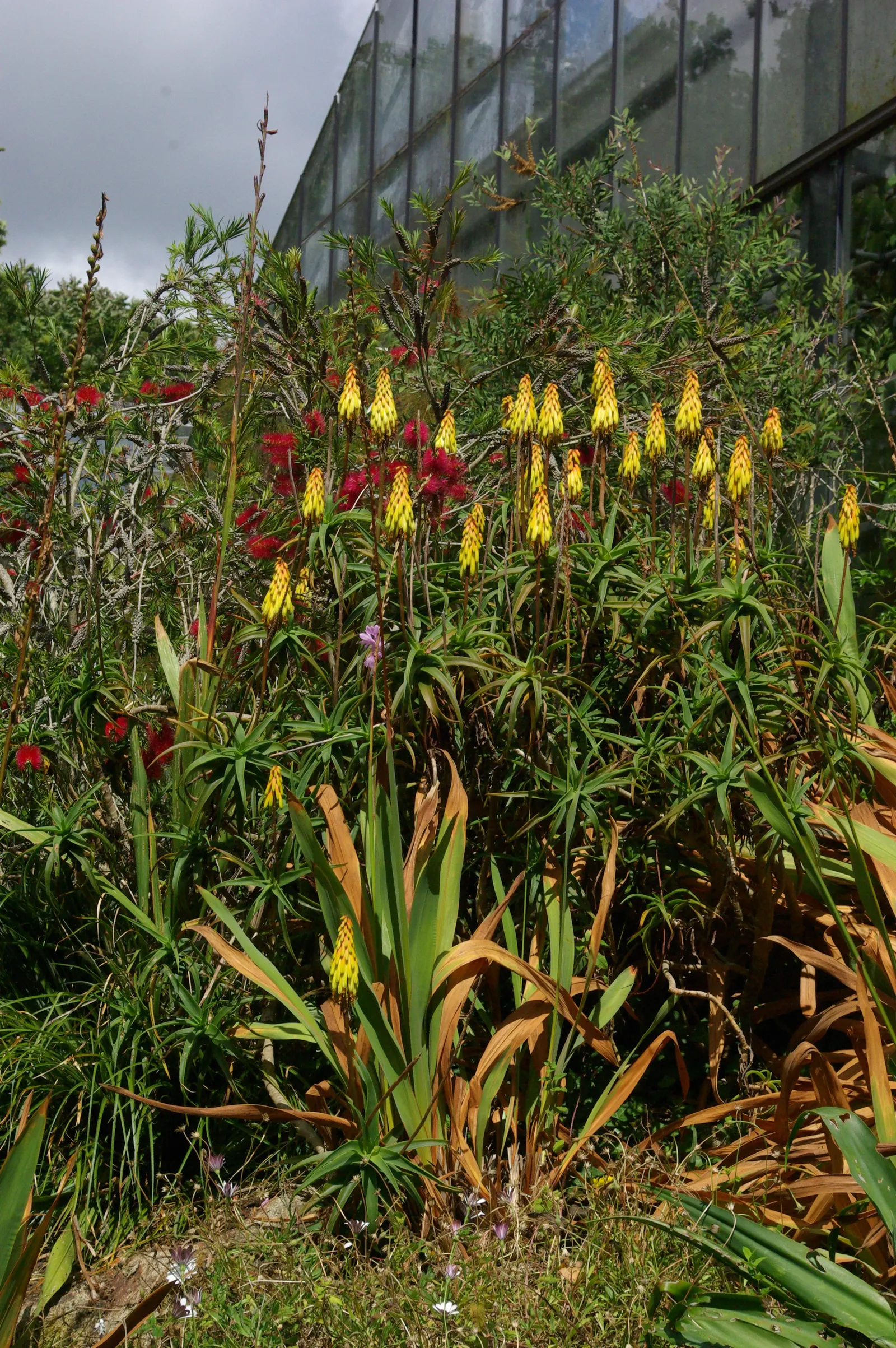 Hardy Aloe (Aloe Striatula) — that grace the plant's thick