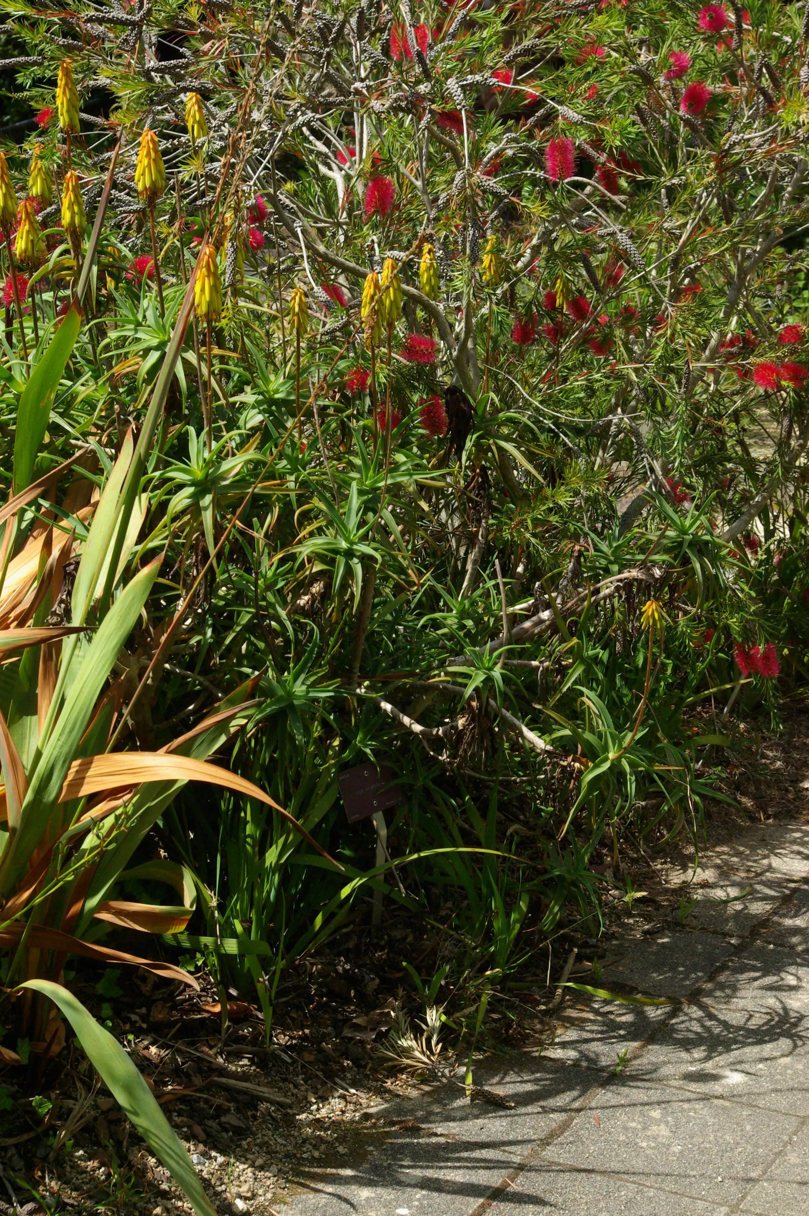 Hardy Aloe (Aloe Striatula) — Its architectural form features dark green leaves