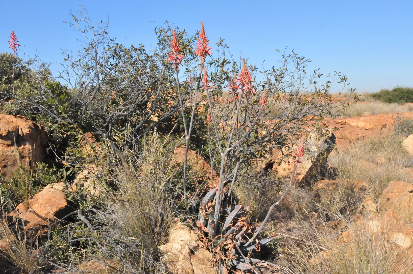 Hardy Aloe (Aloe Striatula) — Each flower spike carries tubular yellow blooms