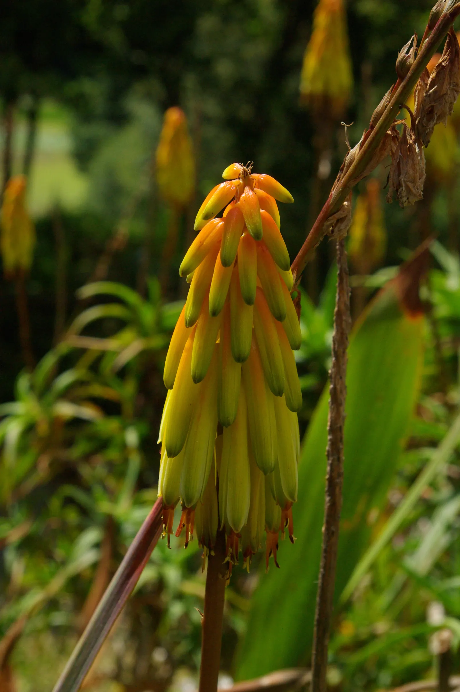 Hardy Aloe (Aloe Striatula) — Aloe striatula can reach heights of 3 to 4 feet with an equal spread