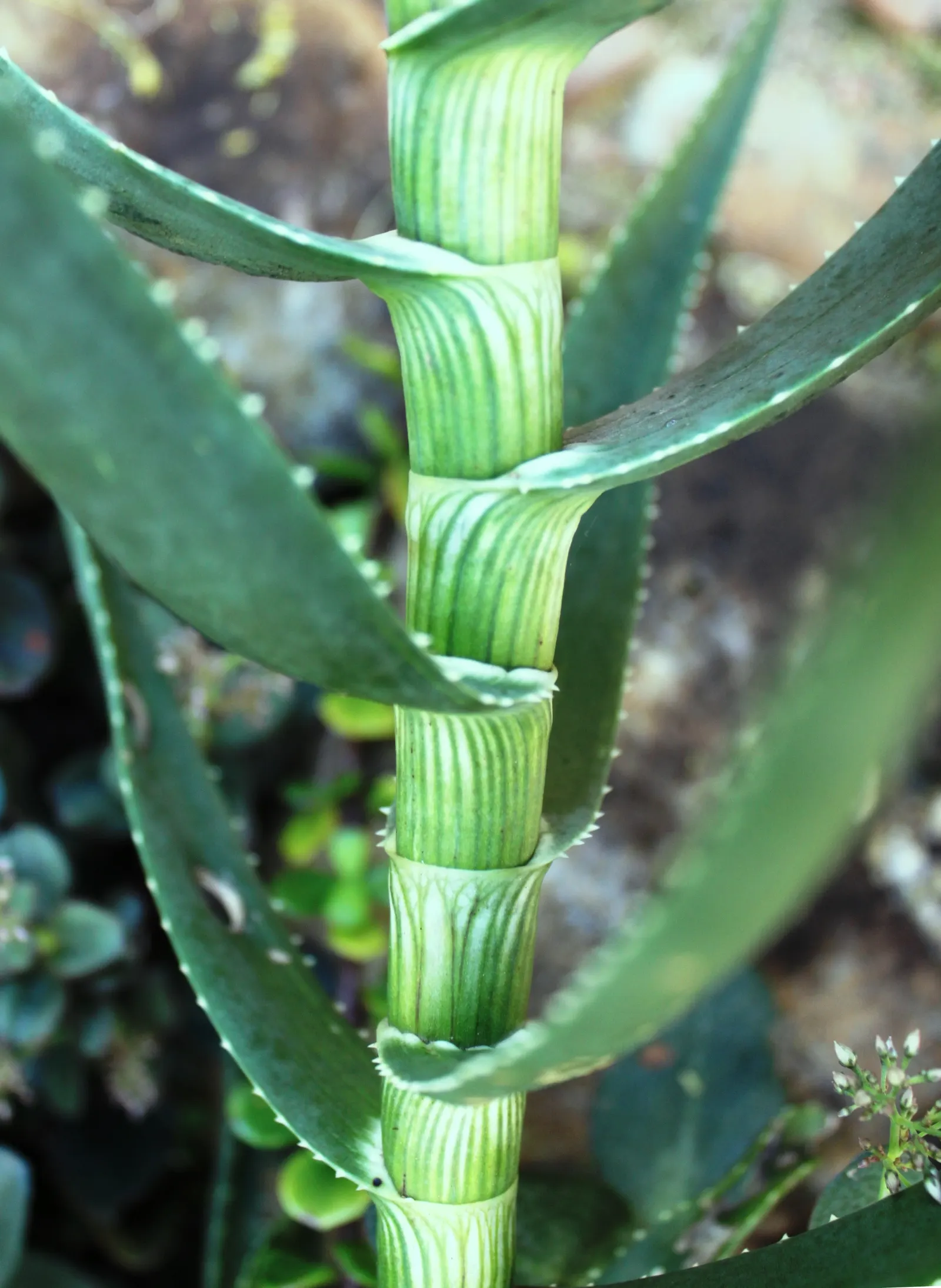 Hardy Aloe (Aloe Striatula) — succulent with orange and yellow blooms